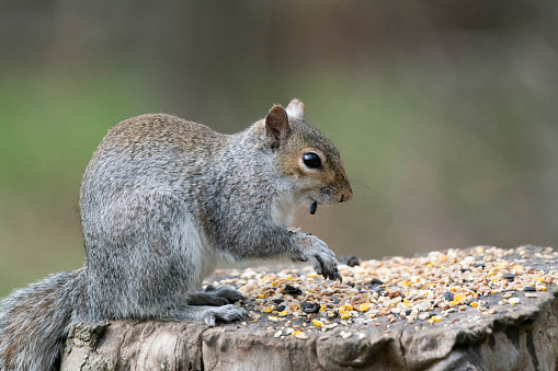 Gray Squirrel in Central Park New York City, USA