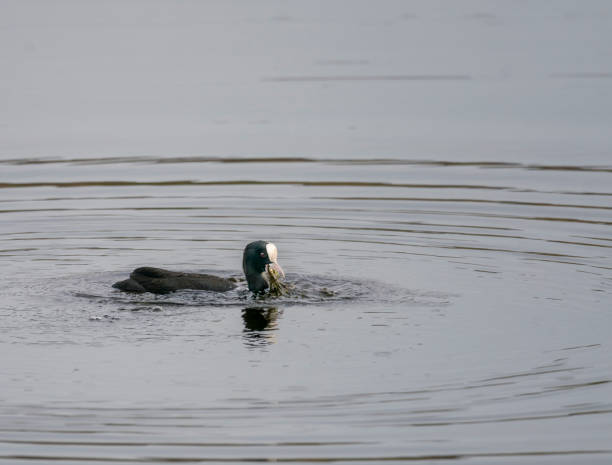 istock Coot with weed in its beak on a lake 1400271823