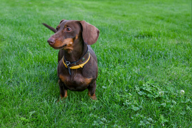 istock Cute dachshund dog with long ears sits on green grass 1400271841