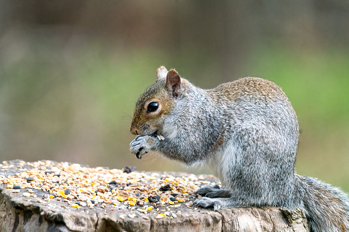 Grey Squirrel in a tree feeding on seeds left for wild birds.