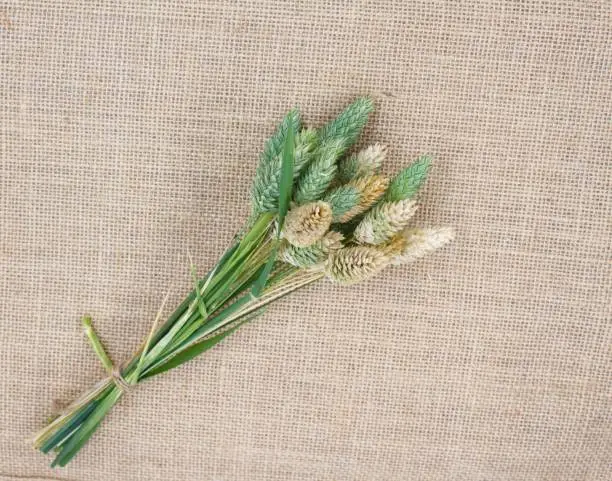 birdseed plants organically grown in isolated background fabric jute, Phalaris canariensis