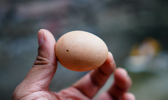 single fresh organic eggs holding in farmer hand in organic farm.