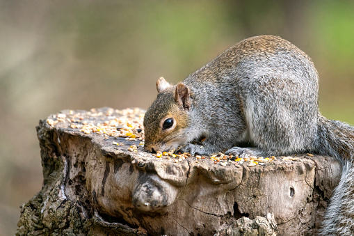 Grey Squirrel in a tree feeding on seeds left for wild birds.
