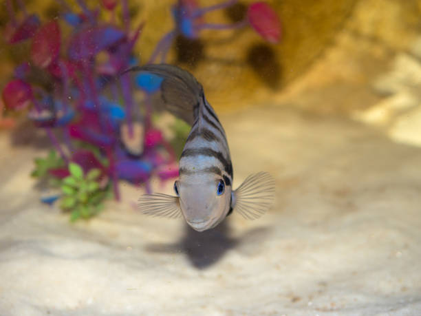 istock blue fish in water close up 1400272418