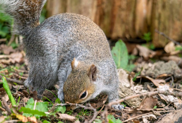 istock Grey Squirrel foraging in a woodland 1400272473