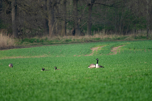Canada Geese grazing on an agricultural field near Gosforth Nature Reserve, Gosforth, Newcastle-upon-Tyne, Tyne and Wear, England
