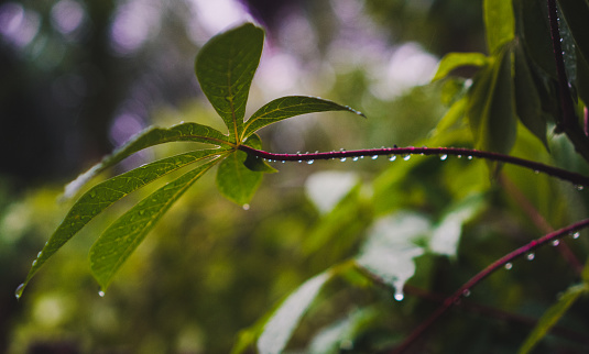 raindrop on Green Cassava leaves stock photo