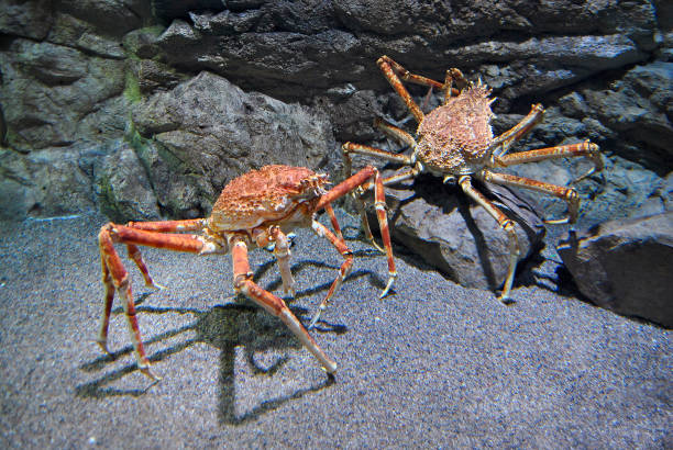 River crab