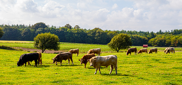 Dairy farm Cows are grazing on a beautiful green plain in rural of Salisbury UK.