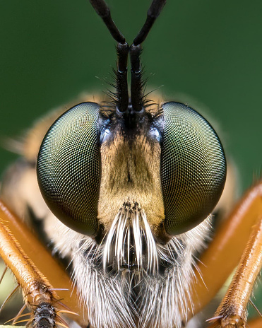 Extreme magnification - Robber fly, front view