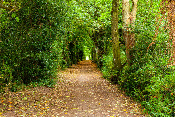 istock Camino entre la maleza 1400274653