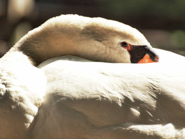 istock Mute Swan resting on a shore 1400275269