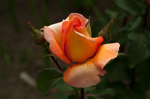 istock A beautiful orange blooming rosebud. 1400275844