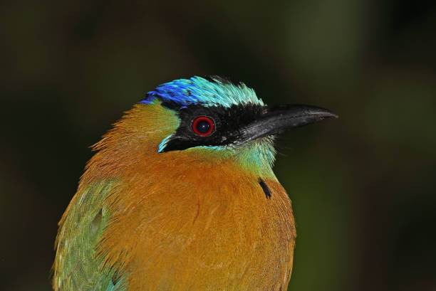 Lesson's Motmot Lesson's Motmot (Momotus lessonii) close-up of adult head"n"nMonteverde, Costa Rica       March motmot stock pictures, royalty-free photos & images