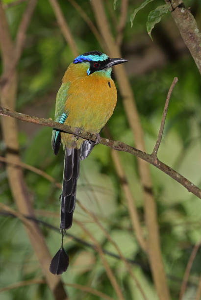 lektions-motmot - sägeracke stock-fotos und bilder