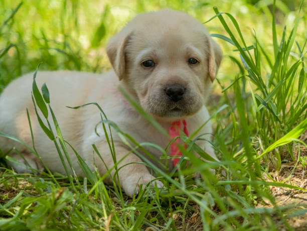 istock Labrador puppy in green grass 1400277175