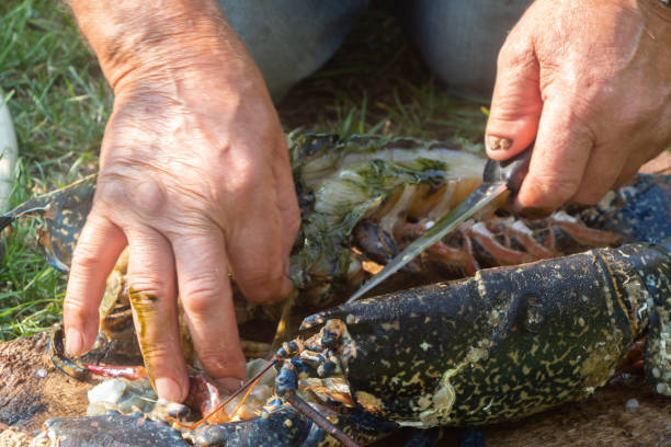 istock Fisherman cleaning a breton lobster 1400277349