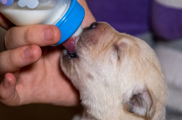 istock Labrador puppy eats milk from bottle 1400277361