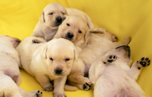 Group of young yellow labrador puppies dog\