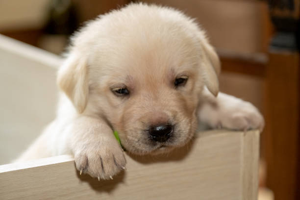 istock Young labrador puppy dog 1400277544