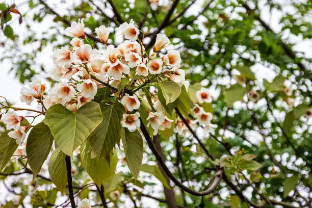 Catalpa tree flowers blossoming in spring