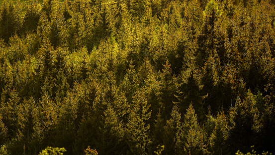 Spruce forest, green, backlit background, Tatra Mountains, Slovakia.