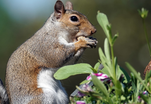 Squirrel behind a bunch of Marigolds