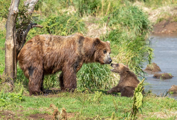 istock Female brown bear and her cub 1400279220