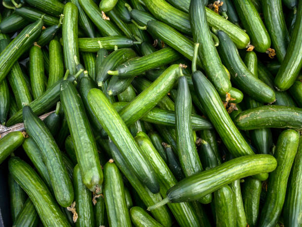 Cucumbers at the weekly market stock photo