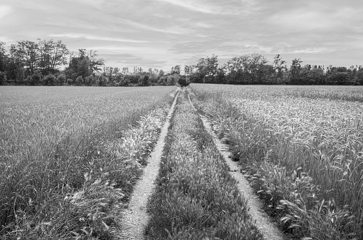 wheat field