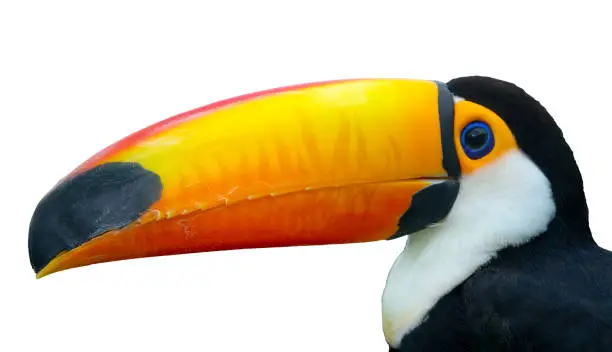 Exotic Toco Toucan (Ramphastos toco) bird close-up portrait isolated on white"n"n