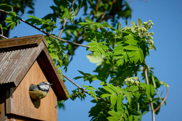 수컷 블루티트, 시안 주의자 caeruleus, 늦은 봄에 비행 할 준비가 된 둥지 상자 입구를 통해 짜내기 - birdhouse birds nest animal nest house 뉴스 사진 이미지
