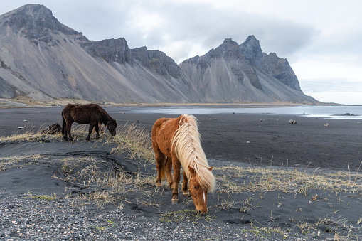 group of icelandic horses in the snow with mountains in the back