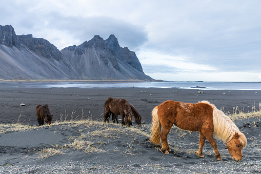 Icelandic horses feeding on the dune grass by the beach in Stokksnes, Iceland with the famed Vestrahorn mountain in the background.