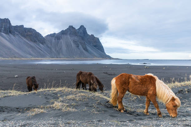 icelandic horses in stokksnes iceland vestrahorn - horse animals in the wild water beach imagens e fotografias de stock