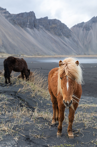 Icelandic horses feeding on the beach in Stokksnes, Iceland with the famed Vestrahorn mountain in the background.