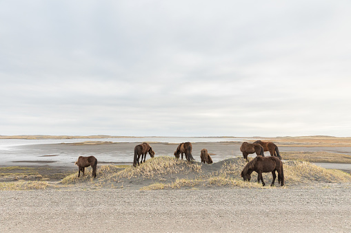 The wild horses of Assateague Islands roam free along the beach of this barrier island in Maryland. These horses are said to be descendants of horses brought to islands along the coast in the late 17th century. Visitors can walk along the shore and see these animals in their natural environment.