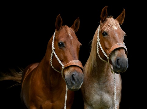 Ranch Horse Buddies