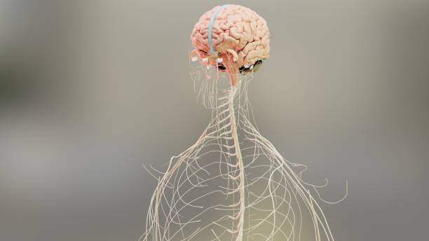 Human brain nervous system anatomy, medical diagram with parasympathetic and sympathetic nerves. medically accurate, 3d render stock photo