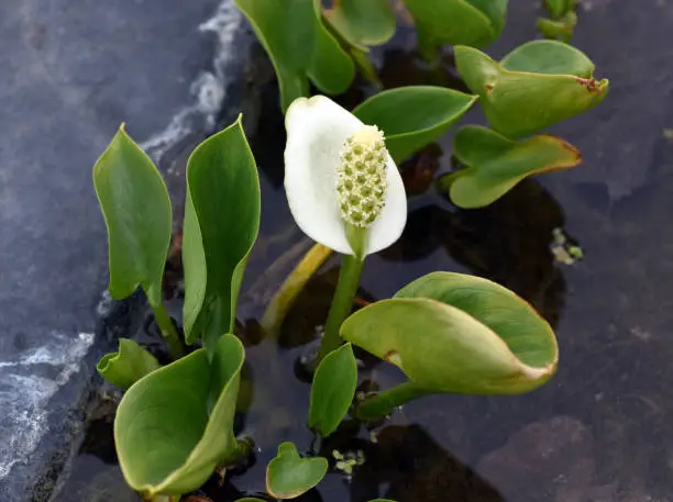 Marsh calla, Calla palustris, is an aquatic plant with white flowers.