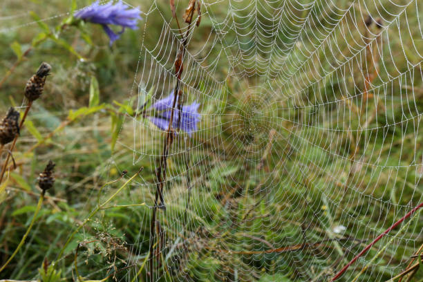 istock Beautiful spiderweb with dew outdoors in morning 1400284697