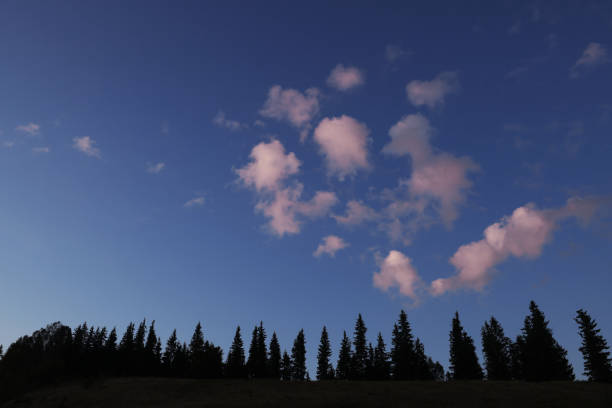 Pine forest against sunset cloudy sky. Nature background