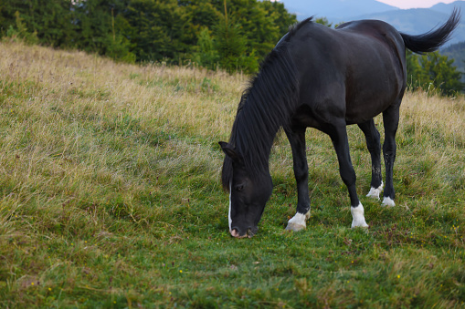 Friesian horse running in the meadow