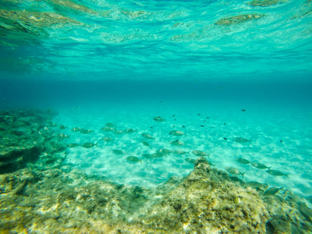 istock Underwater image in Formentera Balearics Spain 1400285107