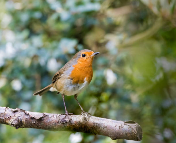 istock European robin (Erithacus rubecula) on a Branch in a Garden 1400285796
