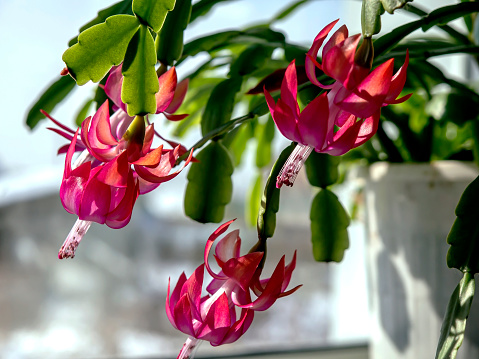 pink Christmas cactus flower with the Latin name Schlumberger on the windowsill