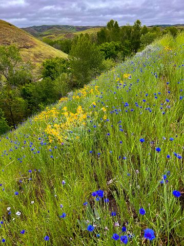 Beautiful grassy meadow and hillside with colorful wildflowers and lush grass. Photograph taken in northern Montana.