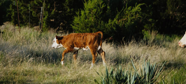 cielę hereford na ranczu w teksasie latem - field hereford cattle domestic cattle usa zdjęcia i obrazy z banku zdjęć