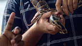Nonvenomous python around the male shoulders close up, python freely slither around the hands.