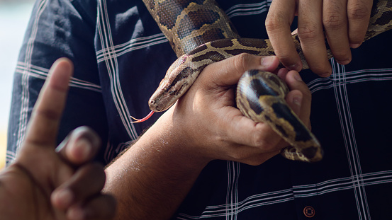 Nonvenomous Python Around The Male Shoulders Close Up Python Freely ...